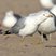 Ring-billed Gull
